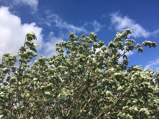 Light green leaves on the top branches of a tree, with blue sky and white clouds, on a breezy day in England, UK