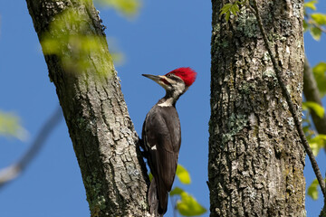 Bird. The pileated woodpecker (Dryocopus pileatus) is a woodpecker native to North America.