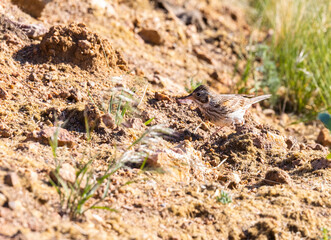 Sagebrush Sparrow