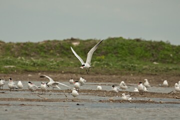 Tern in flight after  the hunt on lake Michigan.