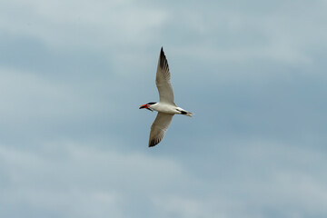 Fototapeta na wymiar Tern in flight after the hunt on lake Michigan.