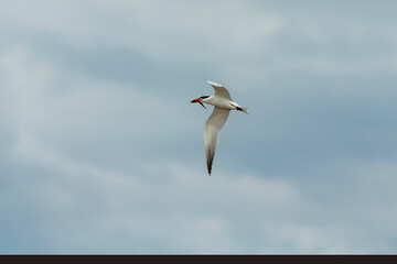 Tern in flight after  the hunt on lake Michigan.
