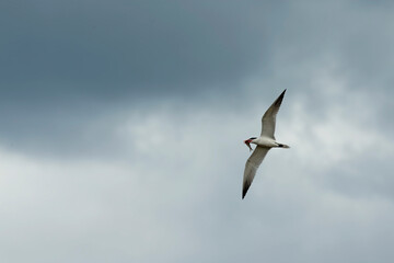 Tern in flight after  the hunt on lake Michigan.