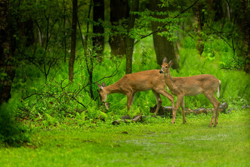 Naklejka na ściany i meble White-tailed deer. Young, one year old hind and buck in forest after rain.