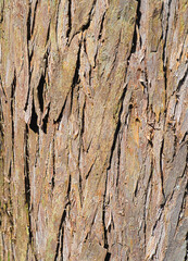 Obraz premium High Dynamic Range photo of a Bald Cypress tree bark 1