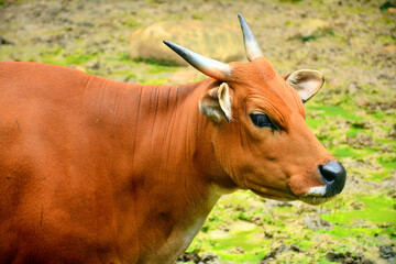 Banteng also known as Tembadau