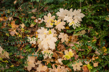 Autumn, floor covered of star-shaped yellow and brown leaves, Cologne, Germany