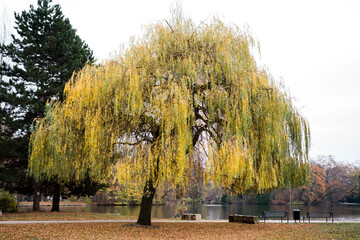 Autumn, yellow weeping willow in a desolate park, Lindenthaler Tierpark, Cologne, Germany © Luxtory
