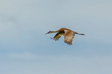 The Sandhill crane in flight