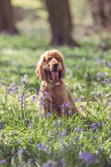 Fototapeta premium Cocker Spaniel dog in the woods surrounded by bluebell flowers on a bright day