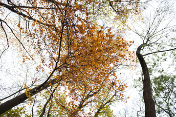 Autumn, treetops with yellow leaves in a park, Cologne, Germany