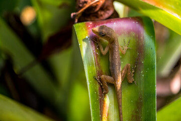 A little lizard lays on a leaf in Costa Rica