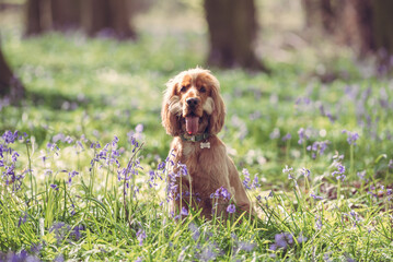 Fototapeta premium Cocker Spaniel dog in the woods surrounded by bluebell flowers on a bright day