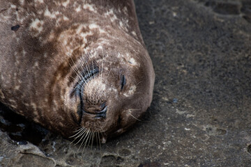 Harbor Seal Face