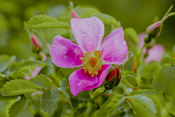 pink and purple flowers