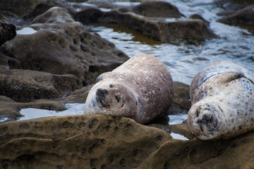 Naklejka premium Harbor Seals