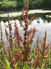 numerous pink wild flower buds