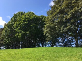 Obraz premium Summer landscape of large trees with green grass, with blue sky and white clouds