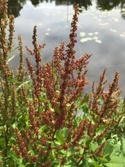 numerous red wild plants near a pond