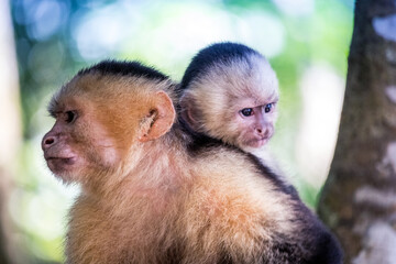 A Costa Rican monkey called the Capuchin poses for the camera.