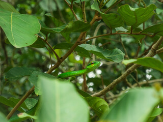 Green parrot snake in costa rica