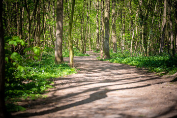 A Path leading through the woods on a bright sunny day