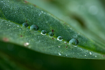 Natural dew drops formed due to excessive condensation on a leaf on the coastal belt of Cabot Trail, Cape Breton, Nova Scotia, Canada