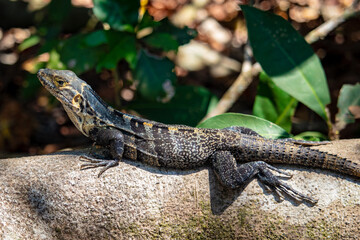 A Costa Rican lizard lays in the hot sun.