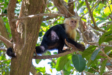 A Costa Rican monkey called the Capuchin poses for the camera.