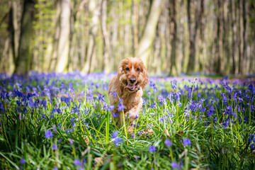 Cocker Spaniel dog running through woodlands filled with bluebell flowers