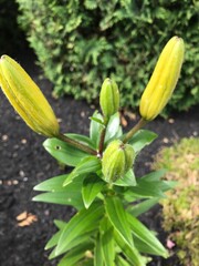 Numerous lily buds and green leaves