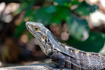 A Costa Rican lizard lays in the hot sun.