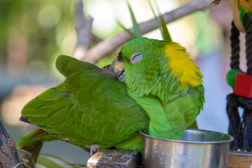 A beautiful green Costa Rican parrot hangs in a tree.