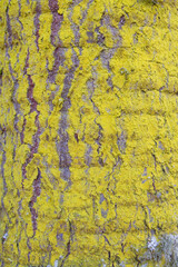 irregular yellow texture on a tree trunk