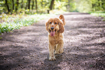 Cocker Spaniel dog walking in the woods with his tongue sticking out