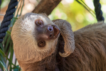 A happy lazy sloth hangs out in Costa Rica smiling for the camera.