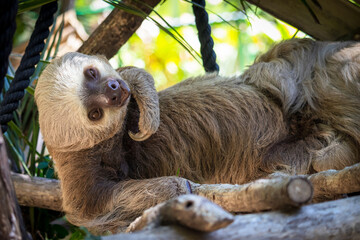 A happy lazy sloth hangs out in Costa Rica smiling for the camera.