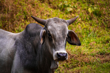 Beautiful Costa Rican cows ( Zebu) in a field.