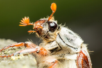 portrait of the May beetle, Melolontha from the family of Scarabaeidae or Scarabaeidae sensu lato, close up, super macro, sitting on a tree in natural living conditions © Alexey Wraith