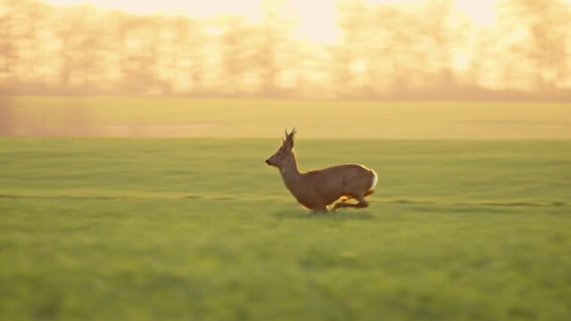 Deer Jumping Running in the Wild Grass Field Day Nature Wild Life