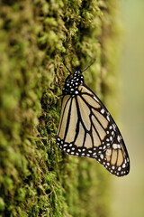 Monarca