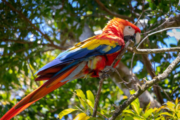Beautiful wild macaw parrots in Costa Rica