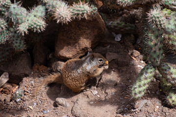California Ground Squirrel in shade