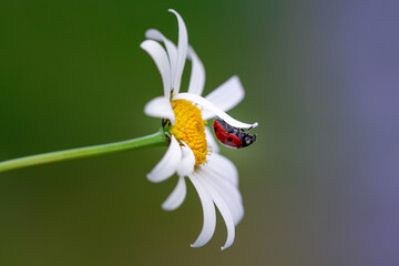 close up of a ladybird (coccinella) hanging upside down on a petal of a daisy (leucanthemum) blossom in mountain meadow in summer season  colorful macro with blurred bokeh background and copy space © lotusblüte17