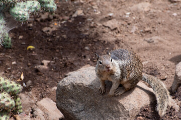 California Ground Squirrel