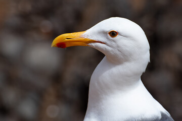 Seagull Close up