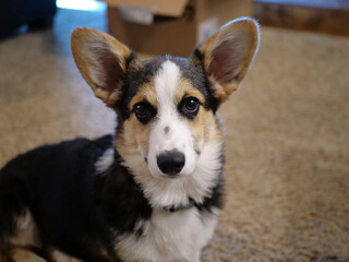 Tri-Colored Pembroke Welsh Corgi with ears up.