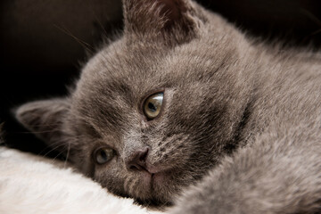 A grey British shorthair kitten laying on a white furry blanket and staring into the distance