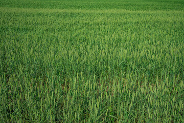 green wheat cereals field background nature summer time scenic view wallpaper harvest concept picture