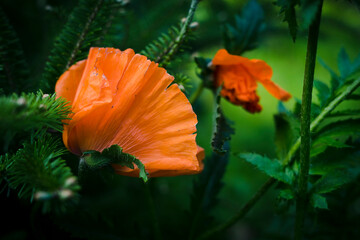 poppy flower in the garden